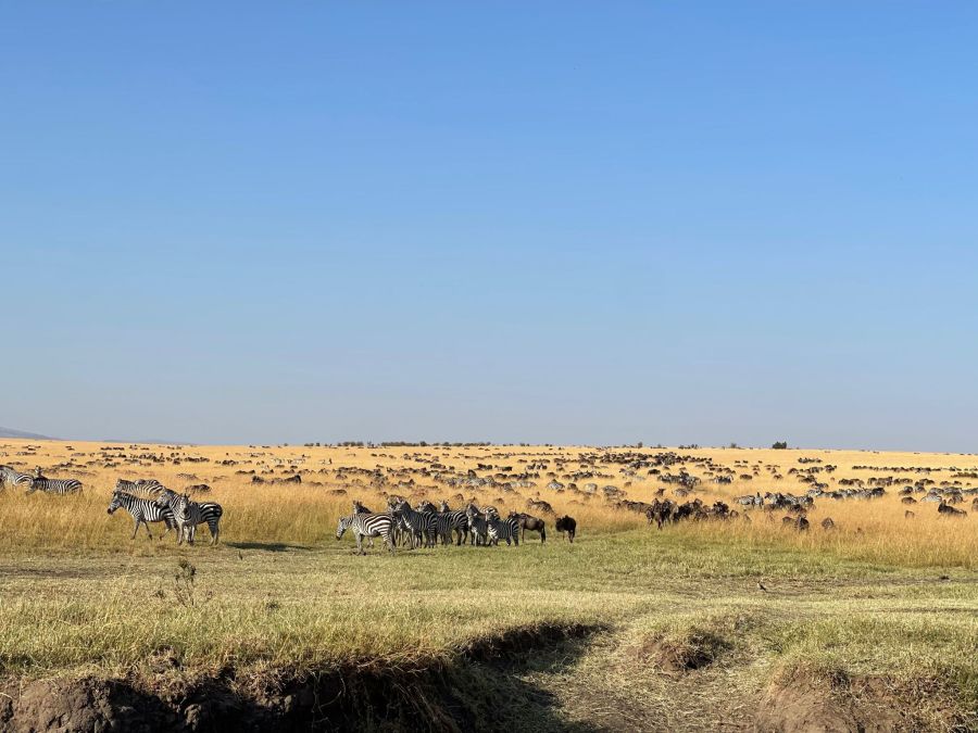 Masai Mara national reserve